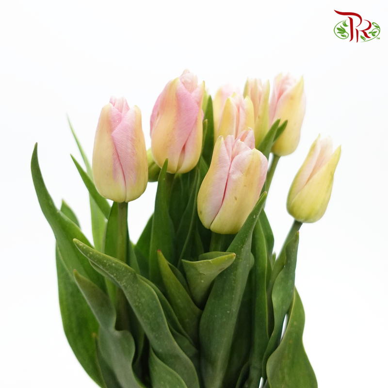 Tulip - Soft Pink Tone (5 Stems / 10 Stems)-Netherland-prflorist.com.my
