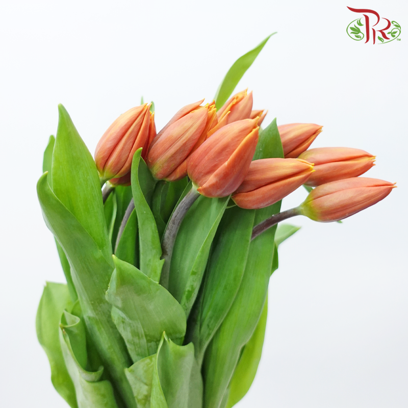 Tulip - Squash Orange (9-10 Stems)-Squash Orange-Thailand-prflorist.com.my