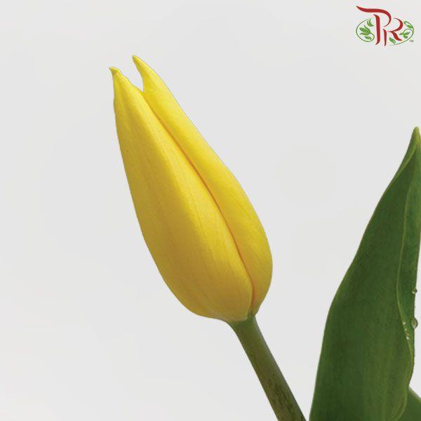 Tulip - Strong Gold (5 Stems / 10 Stems)-China-prflorist.com.my