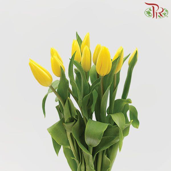 Tulip - Strong Gold (5 Stems / 10 Stems)-Netherland-prflorist.com.my