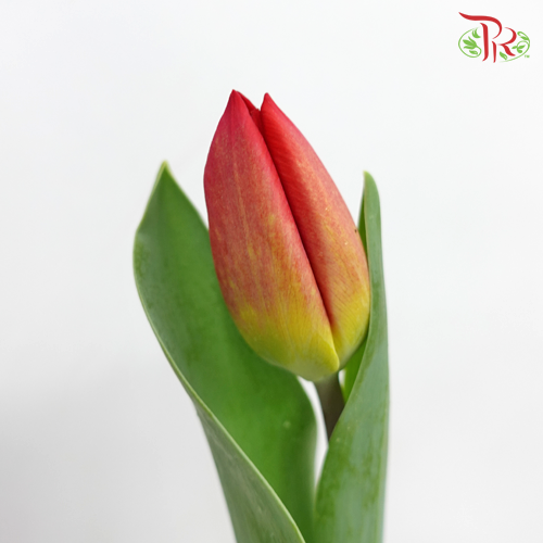 Tulip - Strong Love Ex (5 Stems / 10 Stems)-Netherland-prflorist.com.my