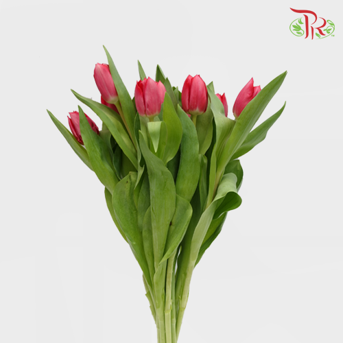 Tulip - Strong Love Ex (5 Stems / 10 Stems)-Netherland-prflorist.com.my