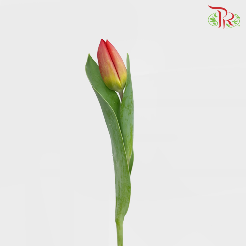 Tulip - Strong Love Ex (5 Stems / 10 Stems)-Netherland-prflorist.com.my