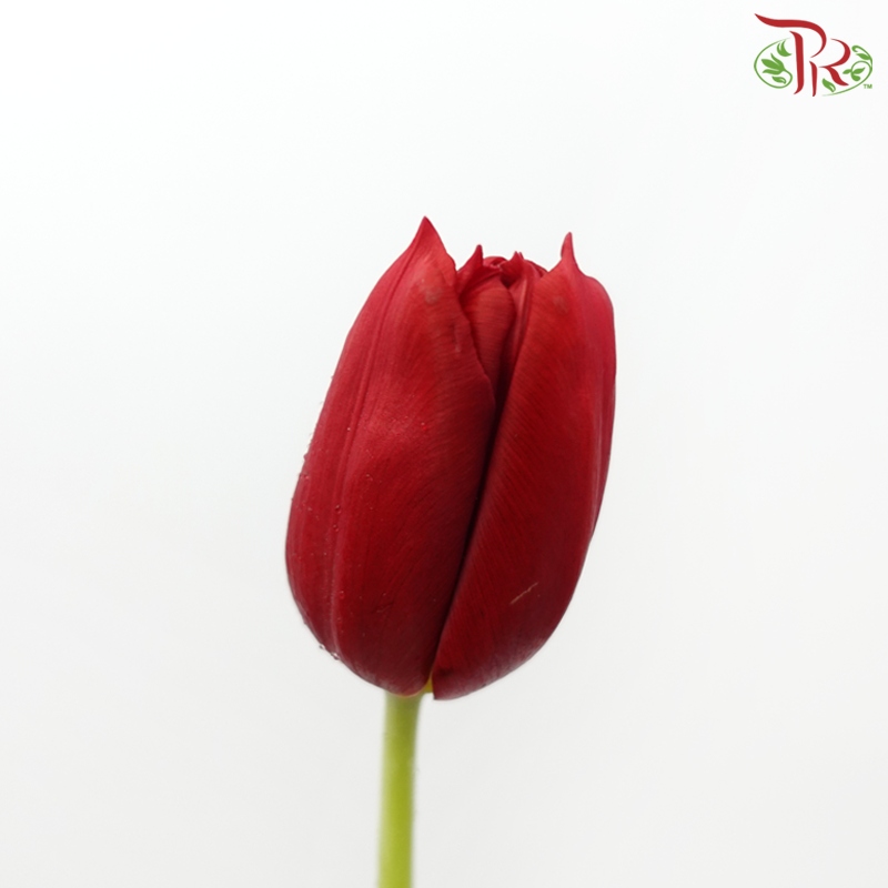 Tulip - Surrender (5 Stems / 10 Stems)-Netherland-prflorist.com.my