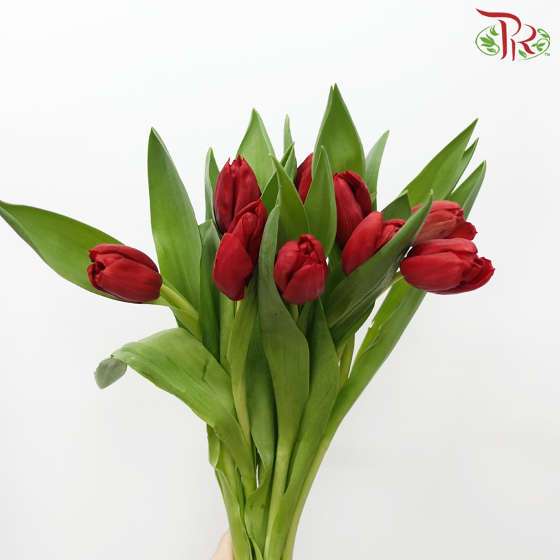 Tulip - Surrender (5 Stems / 10 Stems)-Netherland-prflorist.com.my