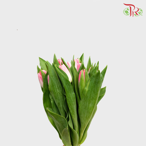 Tulip - Sweet Pink (5 Stems / 10 Stems)-Netherland-prflorist.com.my