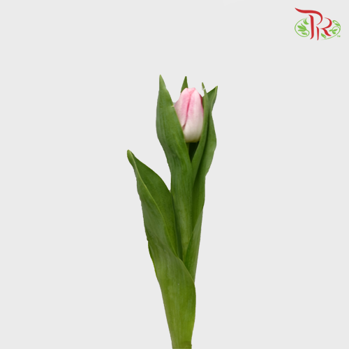 Tulip - Sweet Pink (5 Stems / 10 Stems)-Netherland-prflorist.com.my