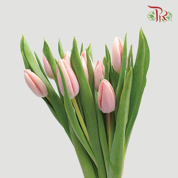 Tulip - Thijs Boots (5 Stems / 10 Stems)-Netherland-prflorist.com.my