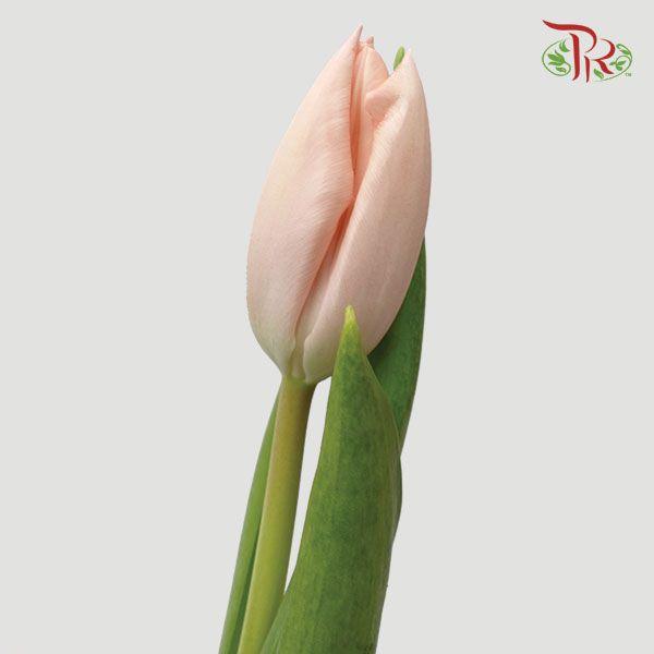 Tulip - Thijs Boots (5 Stems / 10 Stems)-Netherland-prflorist.com.my