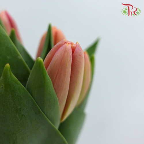 Tulip - Time Out (5 Stems / 10 Stems)-Netherland-prflorist.com.my