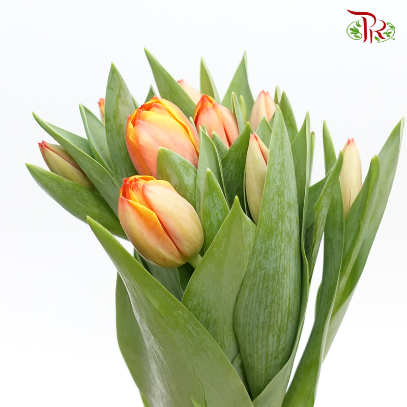 Tulip -Time Out (5 Stems / 10 Stems)-Netherland-prflorist.com.my