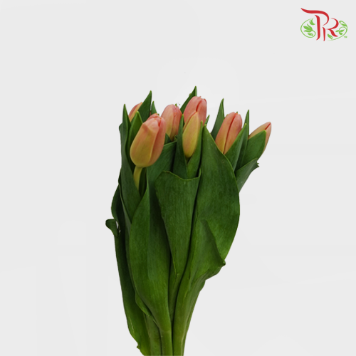 Tulip - Time Out (5 Stems / 10 Stems)-Netherland-prflorist.com.my