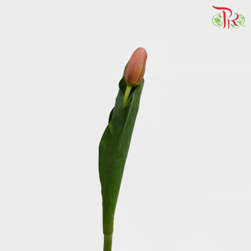 Tulip - Time Out (5 Stems / 10 Stems)-Netherland-prflorist.com.my