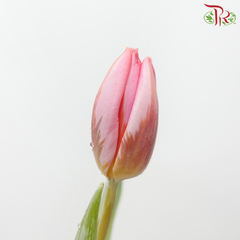 Tulip - Tom Pouce (5 Stems / 10 Stems)-Netherland-prflorist.com.my