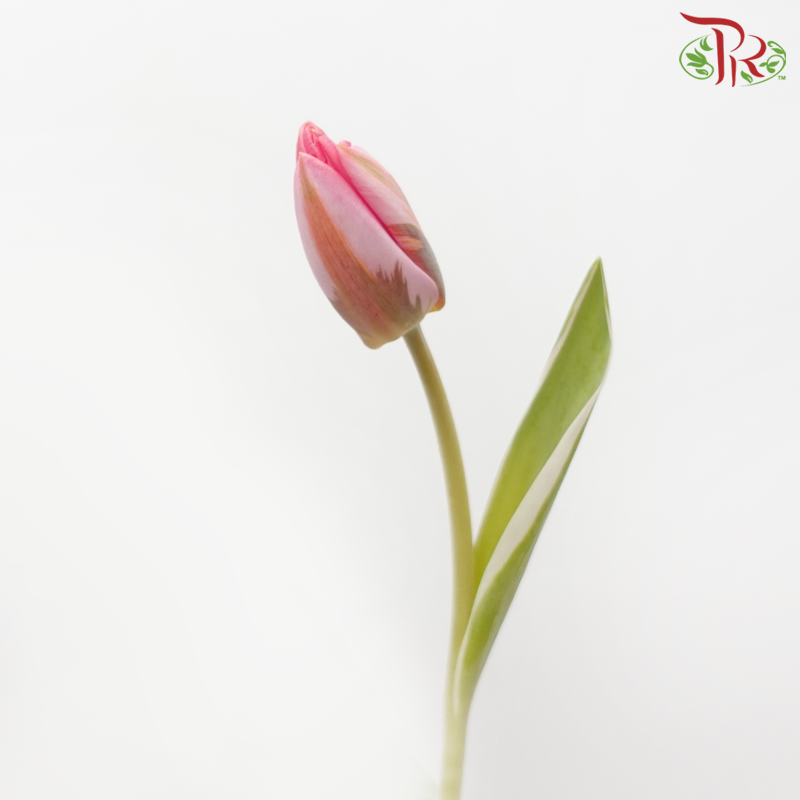 Tulip - Tom Pouce (5 Stems / 10 Stems)-Netherland-prflorist.com.my
