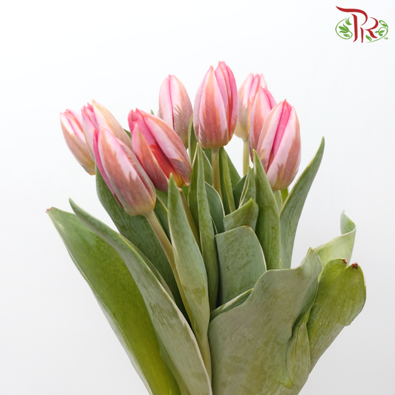 Tulip - Tom Pouce (5 Stems / 10 Stems)-Netherland-prflorist.com.my
