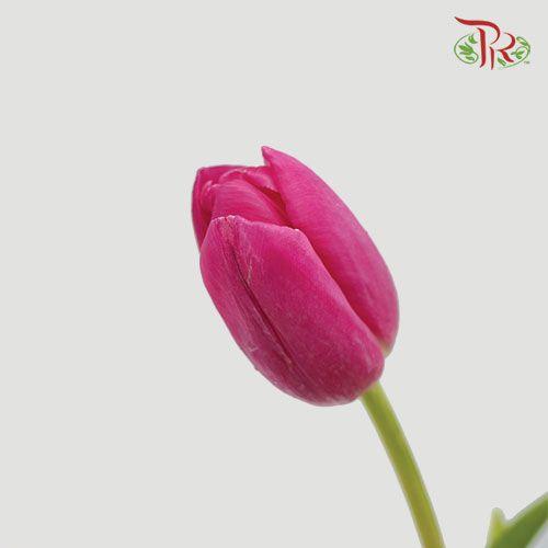 Tulip - Tresor (5 Stems / 10 Stems)-Netherland-prflorist.com.my