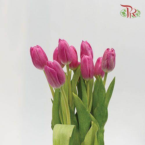 Tulip - Tresor (5 Stems / 10 Stems)-Netherland-prflorist.com.my