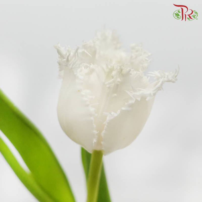 Tulip - Update Ex (5 Stems / 10 Stems)-Netherland-prflorist.com.my