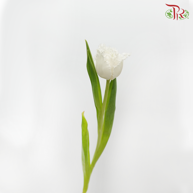 Tulip - Update Ex (5 Stems / 10 Stems)-Netherland-prflorist.com.my