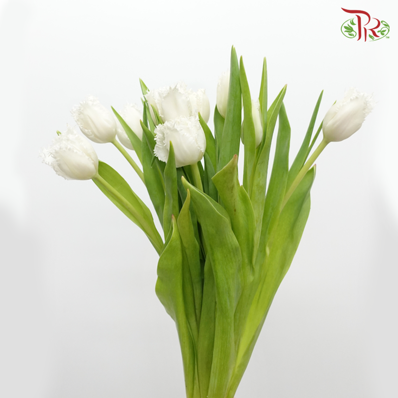 Tulip - Update Ex (5 Stems / 10 Stems)-Netherland-prflorist.com.my