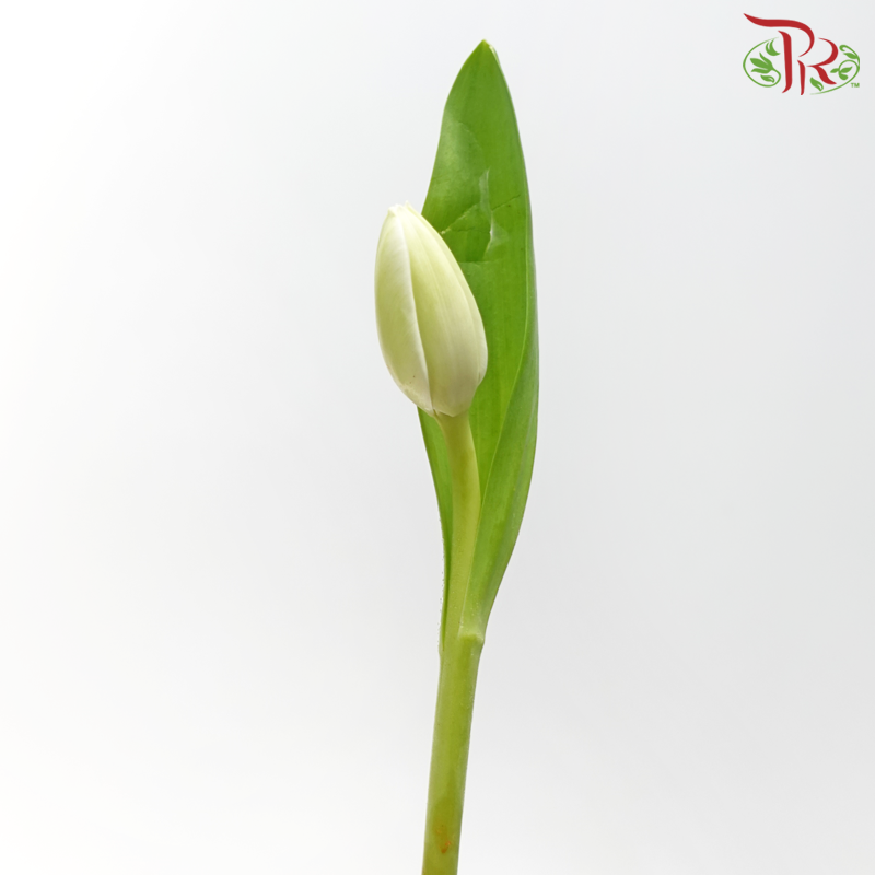 Tulip - White (5 Stems / 10 Stems)-China-prflorist.com.my