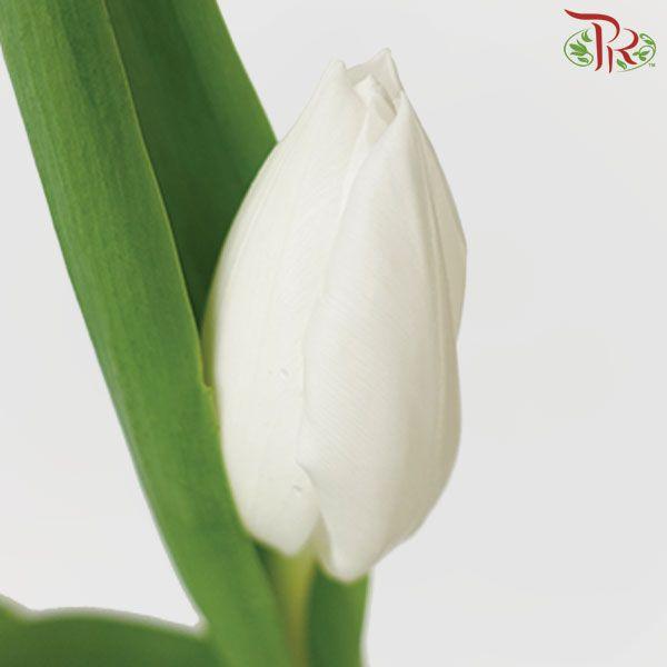 Tulip - White (9- 10 Stems)-Thailand-prflorist.com.my