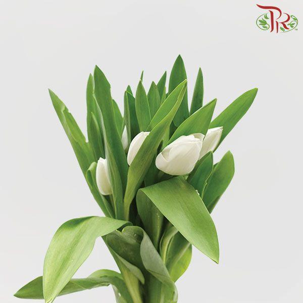 Tulip - White (9- 10 Stems)-Thailand-prflorist.com.my