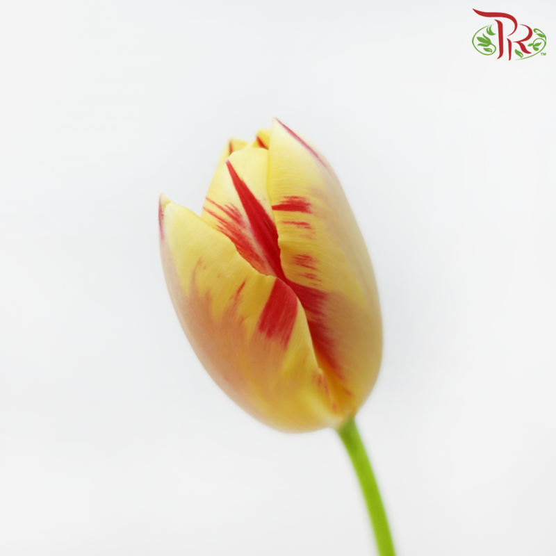 Tulip - World Expression (5 Stems / 10 Stems)-Netherland-prflorist.com.my