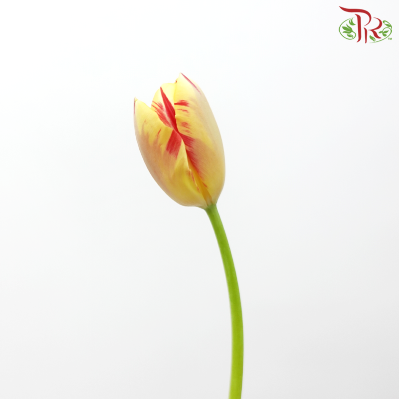 Tulip - World Expression (5 Stems / 10 Stems)-Netherland-prflorist.com.my