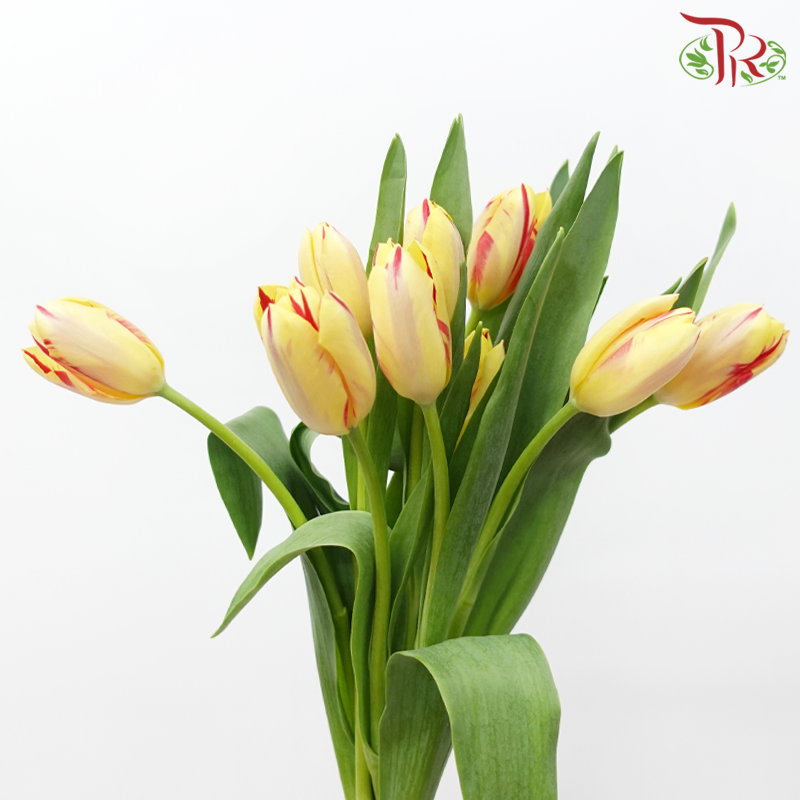 Tulip - World Expression (5 Stems / 10 Stems)-Netherland-prflorist.com.my