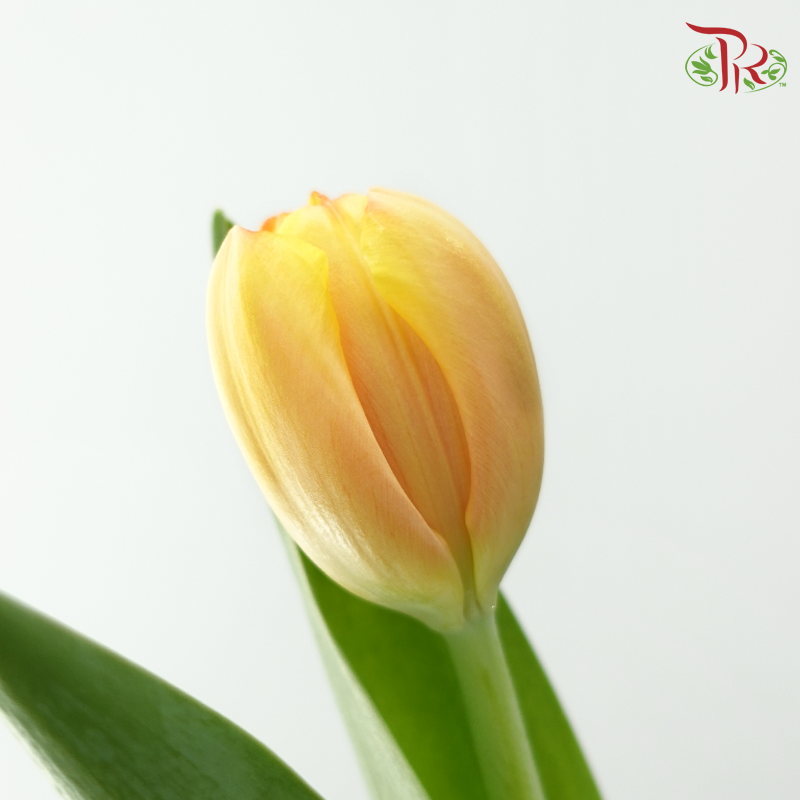 Tulip - Yellowish Orange (5 Stems / 10 Stems)-Netherland-prflorist.com.my