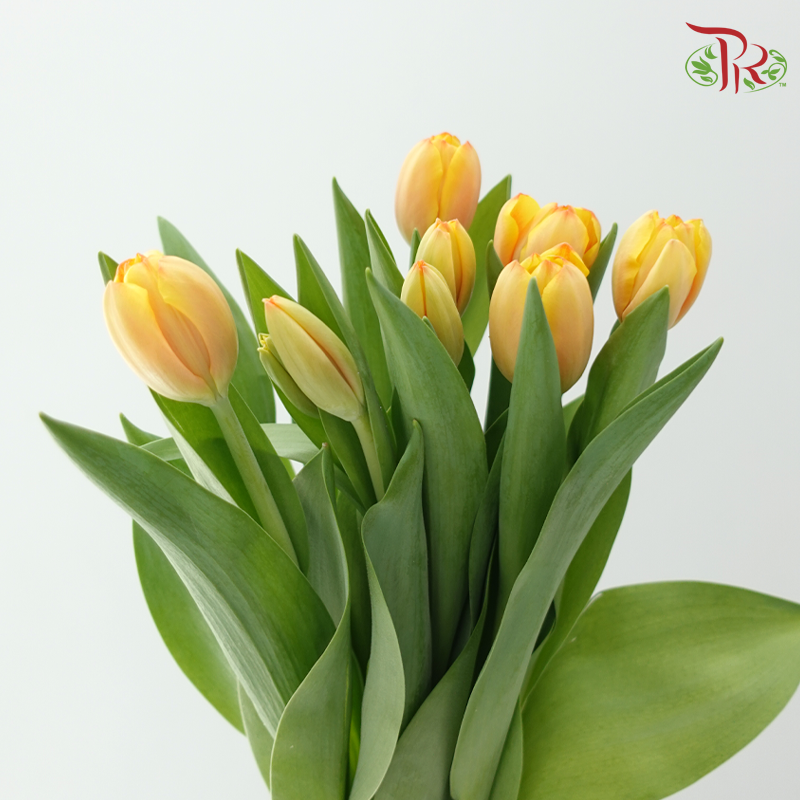 Tulip - Yellowish Orange (5 Stems / 10 Stems)-Netherland-prflorist.com.my