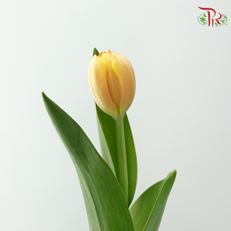 Tulip - Yellowish Orange (5 Stems / 10 Stems)-Netherland-prflorist.com.my