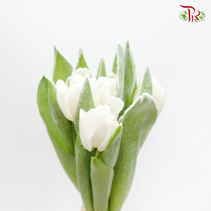 Tulip Frost- White (5 Stems) - Pudu Ria Florist