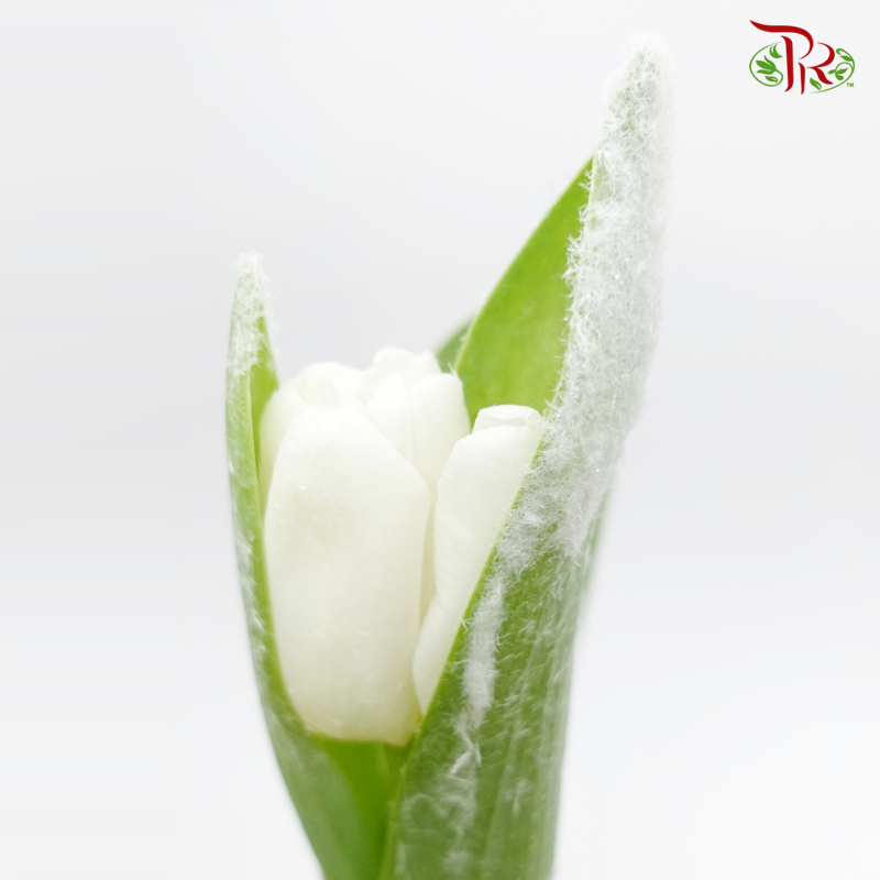 Tulip Frost- White (5 Stems) - Pudu Ria Florist