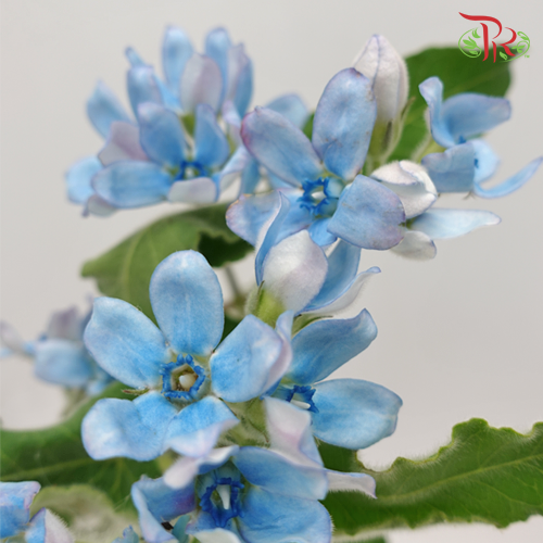 Tweedia - (2 Stems)-Import-prflorist.com.my