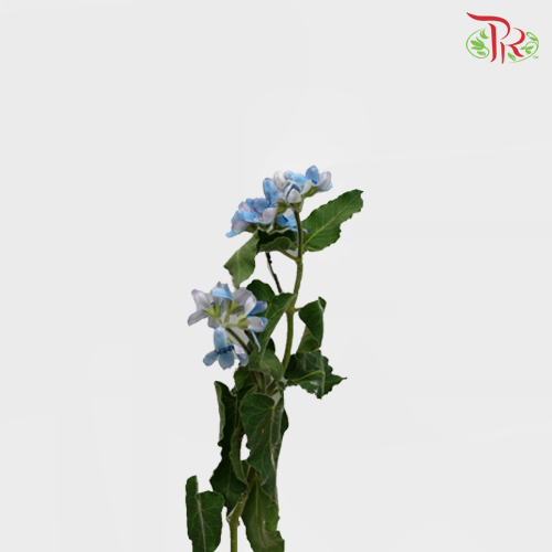 Tweedia - (2 Stems)-Import-prflorist.com.my