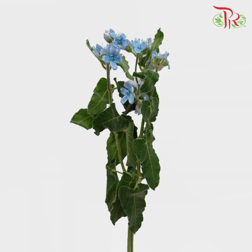 Tweedia - (2 Stems)-Import-prflorist.com.my
