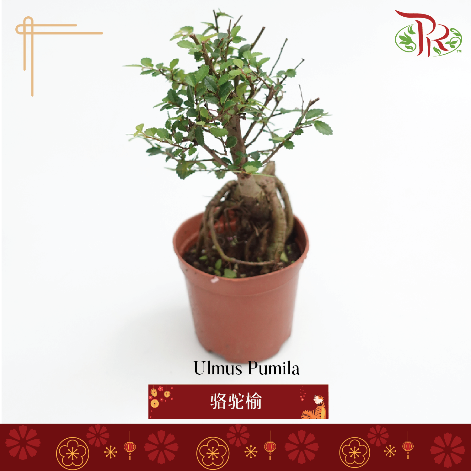 Ulmus Pumila《骆驼榆》