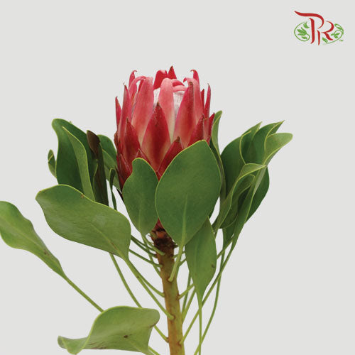 Protea Red Rex - (Per Stem) - Pudu Ria Florist