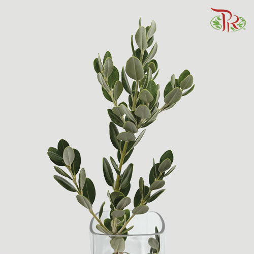 Pittosporum Ralphy - (Per Bunch) - Pudu Ria Florist