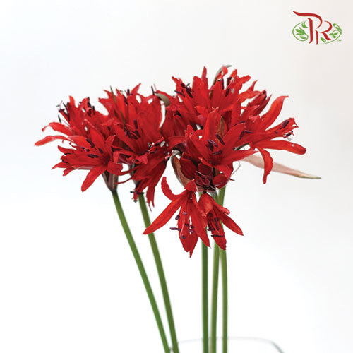 Nerine - Red (5 Stems) - Pudu Ria Florist