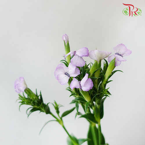 Phlox - Light Purple (Per Bunch) - Pudu Ria Florist