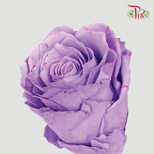 Ceres Rose - Piccaso Lavanda (10 Stems) - Pudu Ria Florist