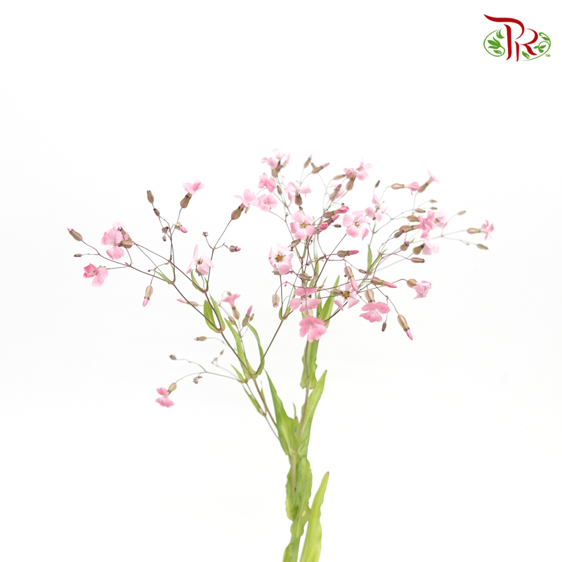 Vaccaria Hispanica- Pink (5 Stems) *Fragile-Import-prflorist.com.my