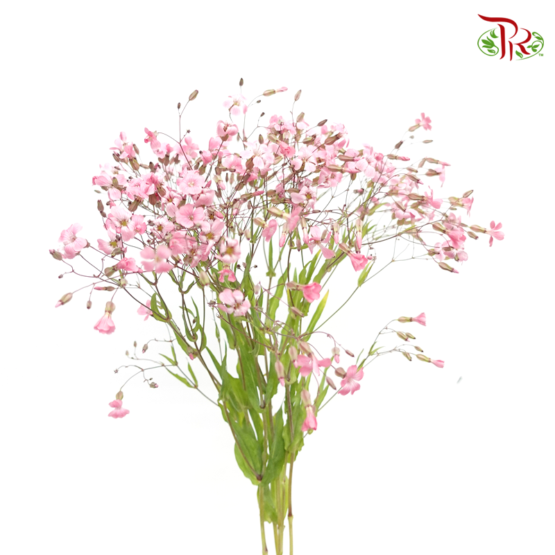 Vaccaria Hispanica- Pink (5 Stems) *Fragile-Import-prflorist.com.my
