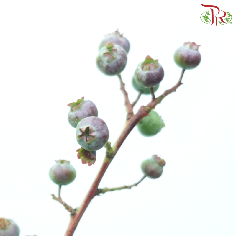Vaccinium (2 Stems)-Japan-prflorist.com.my