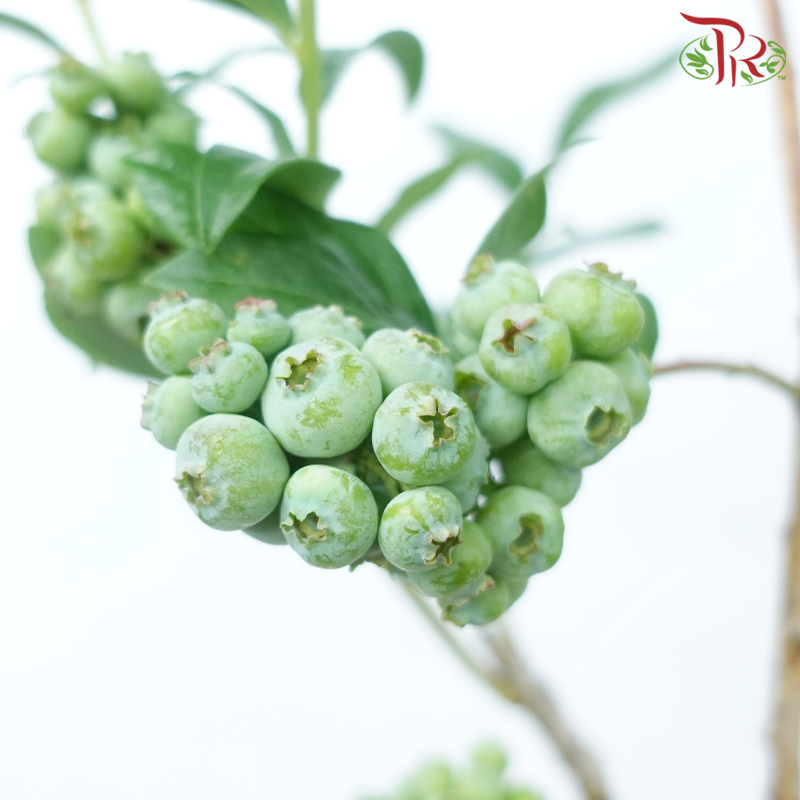 Vaccinium (2 Stems)-Japan-prflorist.com.my