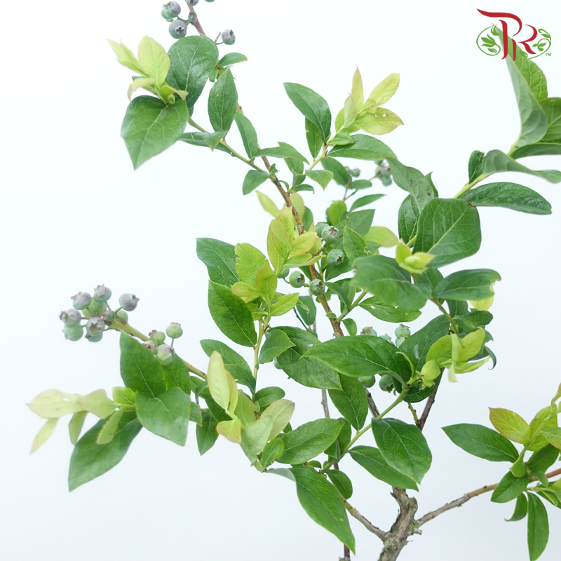Vaccinium (2 Stems)-Japan-prflorist.com.my